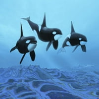Trojica vi kitova ubojicama plivanja preko drevnih fosilnih kreveta za poster Print